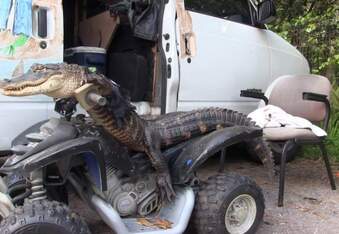 Meet Rambo, the Leather Jacket Wearing, ATV Riding Alligator