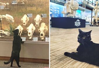 Sir Indiana Bones: From Shelter Cat to Museum Manager