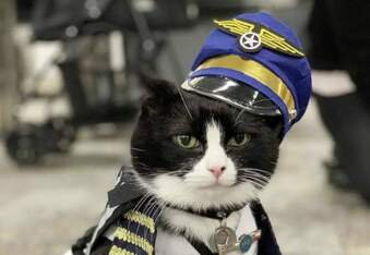 Duke Ellington Morris, a 14-Year-Old Therapy Cat, Has Joined the San Francisco Airport’s Wag Brigade