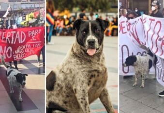 El Vaquita: The Chilean Street Dog Turned Furry Freedom Fighter