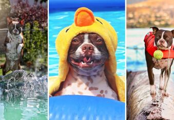 Interview with Thor the Brown Boston – The Super Swimmer Dog