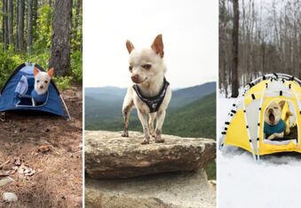 Mr. Pink the Chihuahua Is a Tiny Rescue Pup Going on Big Outdoor Adventures