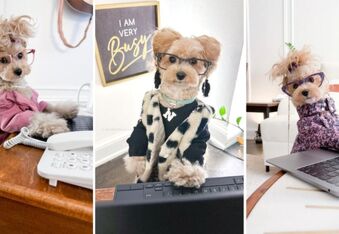 Noodles the Pooch: The Life of a Corporate Canine