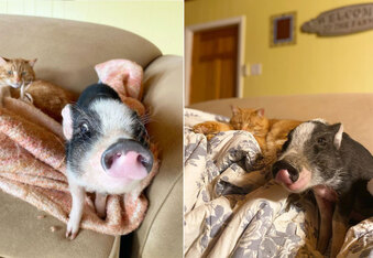 The Tale of Sparky, the Brave Rescue Pig, and his Feline Bestie
