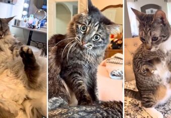 The Antics of Ivar the Incredible Blind Cat and His Special Needs Fur Siblings
