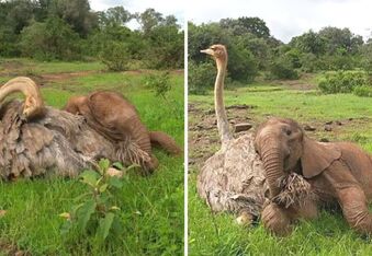 The Story of Jotto and Pea: The Baby Elephant and Ostrich Orphans That Became Best Friends