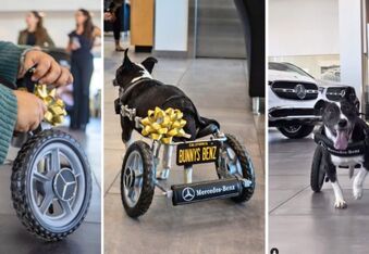 Bunny’s Benz: Disabled Rescue Dog Gets Custom Mercedes Wheelchair