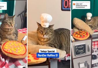 Chef Gary the Cat Turned Her Kneading Hobby Into a Successful Baking Side Hussle (@peachie.cass)