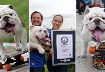 How Otto the Skateboarding Bulldog Set A Guinness World Record