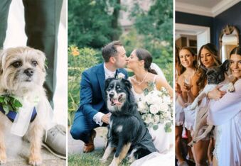 Interview With Bow Wow Weddings - The Canine Concierge for Your Big Day