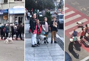 Lovely Kupata: The Street Dog Who Became a Crossing Guard (and International Celebrity)