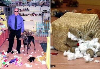 Meet Barney, the Bad Dog Behind the 2006 $1.3 Million Teddy Bear Museum Massacre
