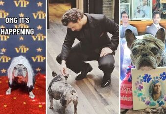 Rory, the Henry Cavill-Obsessed French Bulldog,  Got To Meet Him at the Witcher Premiere!