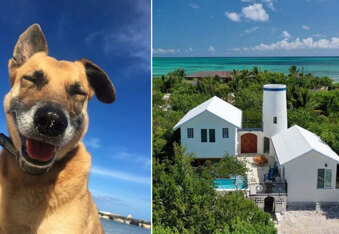 Unlikely Beach Bum: How a Deaf and Blind Dog Turned Host in Turks and Caicos