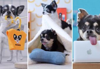 The Adorable Home Life of Chihuahuas Ao & Mono