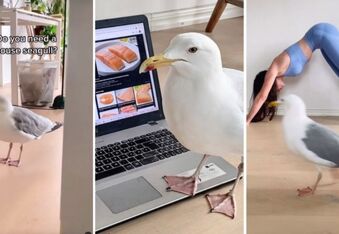Winston Gull Is the Only Seagull Influencer You Need To Follow