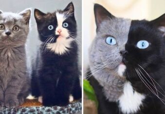Amazing Narnia the Double Face Cat Has Matching Color Kittens