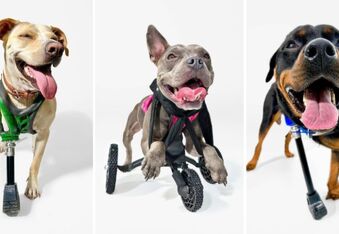 The Invincibles: Apple Teams up With 3D Pets To Create Disabled Dog Prosthetics