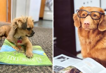 Forget Books, This Library Lets You Borrow Dogs