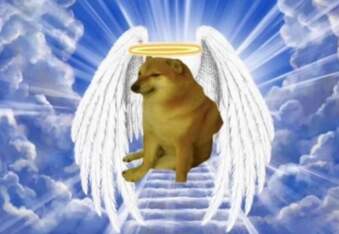 Cheems Balltze, the Shiba Inu and Viral Meme Doge, Passed Away During Surgery