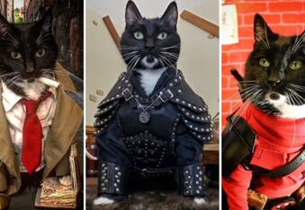 Fawkes the Cat’s Custom Cosplay Makes Him the Ultimate Feline Fanboy (@cat_cosplay)