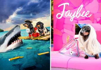 Interview With Doxie Din and Puppy Jay: Award-Winning Dachshund Actors and Their Epic Videos