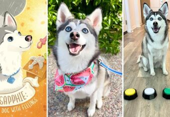 Interview With Sapphie the Pomsky: The Sass-Talking Zoomie Queen (And Children's Book Author!)