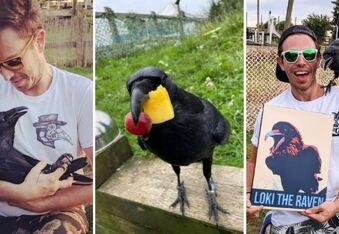 Loki the Raven May Look Like a Tough Guy, but He’s Really a Love Bird