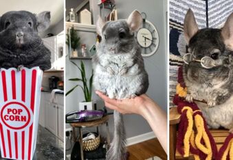 Meet King Linus and the Chinpals Chinchilla Influencer Crew