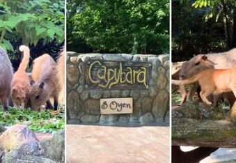 Oyen the Ginger Cat Joins a Capybara Family, Then the Malaysian Zoo Makes It Official