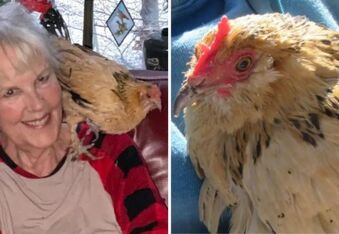 21-Year-Old Peanut Is Officially the World’s Oldest Chicken