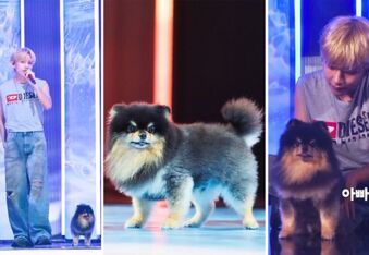 BTS V's (Kim Taehyung) Dog Yeontan Becomes the First K-Pop Pet To Have an Official FanCam Performance