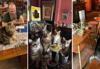 Forget Cat Cafes, Let’s All Go to Bristol’s Cat Pub!