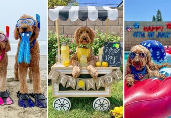 Enjoy an Endless Summer Through the Life of Goldendoodles Lincoln & London