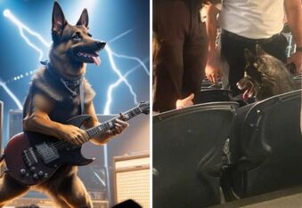 Metalhead German Shepherd Sneaks in and Watches Metallica Concert in California