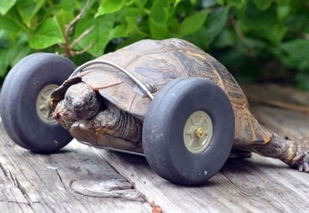Mrs. T the 90-Year-Old Tortoise Lost Her Legs From a Rat Attack, Now Burns Rubber With Prosthetic Wheels