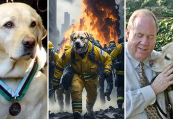 9/11 Hero: Roselle the Guide Dog Who Saved Her Blind Owner and Many Others From the Collapsing Twin Towers on September 11th