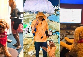 Storm the Weather Dog Has Worked In Meteorology for Over a Decade