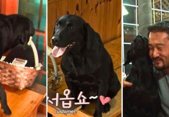 This Dog Works as a Hostess at a Korean Restaurant (And Also Her Puppies!)