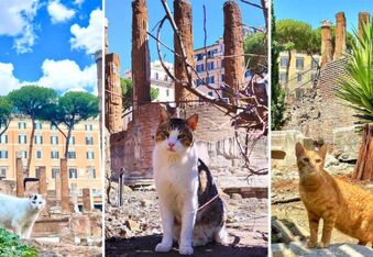 These Ancient Roman Ruins Are Now a Cat Sanctuary