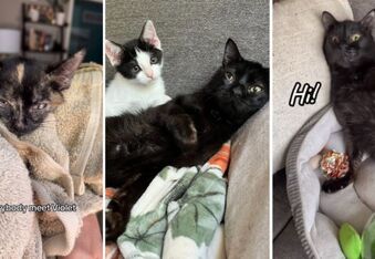 Willy Wonky the Wobbly Feline Is Inspiring His Millions of Fans To Adopt Special Needs Cats