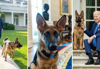 Joe Biden’s Dog Commander Forced To Step Down as First Dog and Leave White House - After 11th Biting Incident