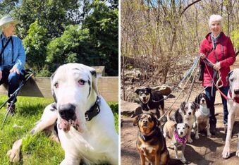 Kernel, the Great Dane Therapy Dog, Went Viral for Adopting a Grandma