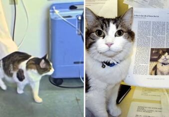 Oscar the Therapy Cat Predicted 100 Deaths and Inspired Stephen King