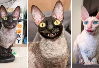 Pixel and Sophie the Cornish Rex Cats are Pure Spooky Season Vibes