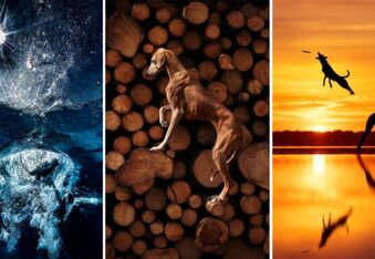 See the Incredible Winning Images From the 2023 International Dog Photography Awards