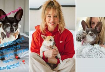 Kaley Cuoco and Tom Pelphrey Adopt Their 7th Rescue Dog With a Chihuahua Named Red