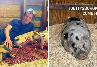 Kevin Bacon the Pig Went Missing - Then Was Found With Help From Kevin Bacon the Actor