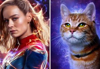 Meet Tango, the Feline Actor Who Plays Goose the Cat in ‘The Marvels’ Movie