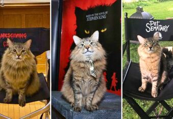 Meet Tonic, the Rescue Cat Turned Horror Actor From ‘Pet Sematary’ and ‘Thanksgiving'